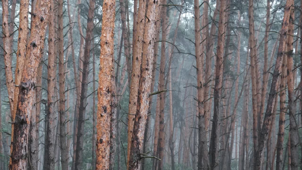 大雨期间的松树林，通过雨滴的树干和树冠视频素材