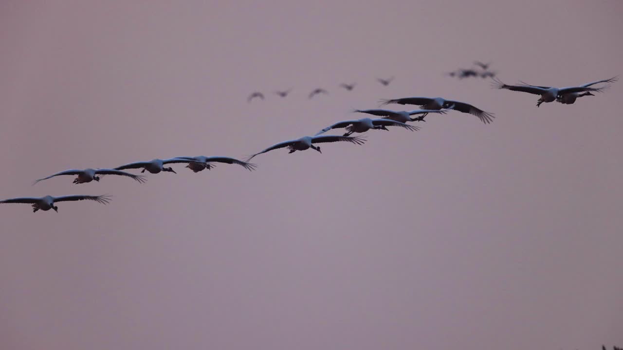 成群的丹顶鹤在天空中飞翔视频素材