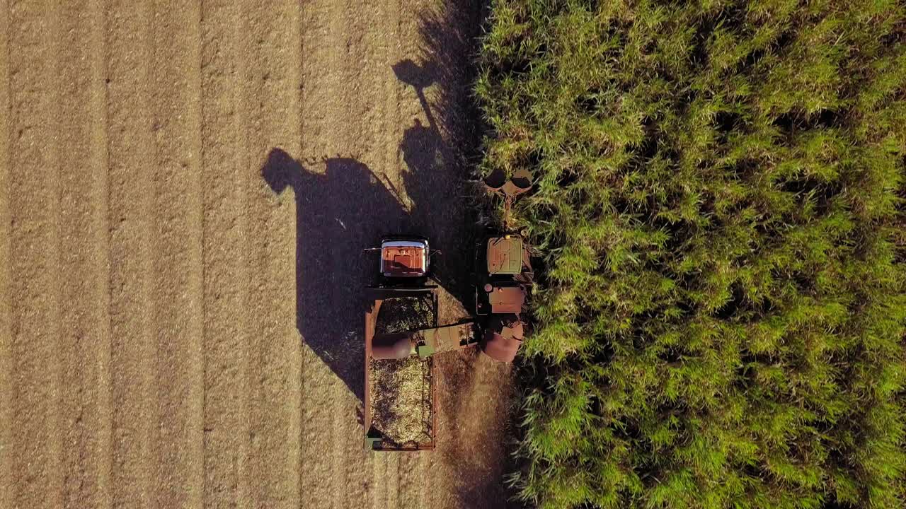 甘蔗青贮饲料机。甘蔗种植园视频下载