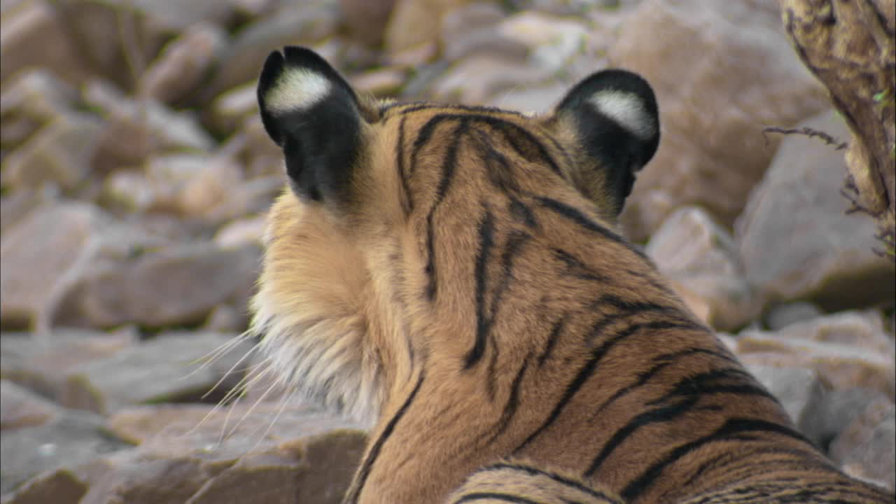 老虎坐在岩石区域，看向别处-特写/后视图视频下载