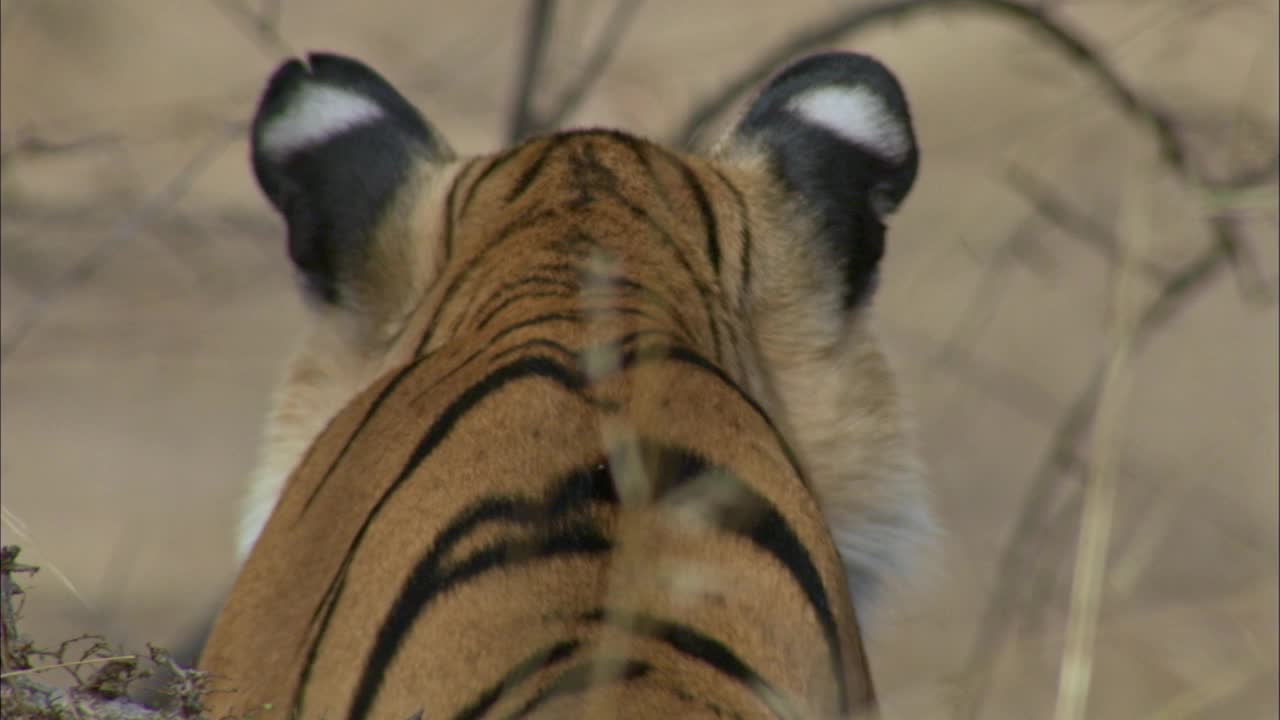 老虎看着猎物，在干燥的荆棘森林中潜行-后视镜/特写视频下载