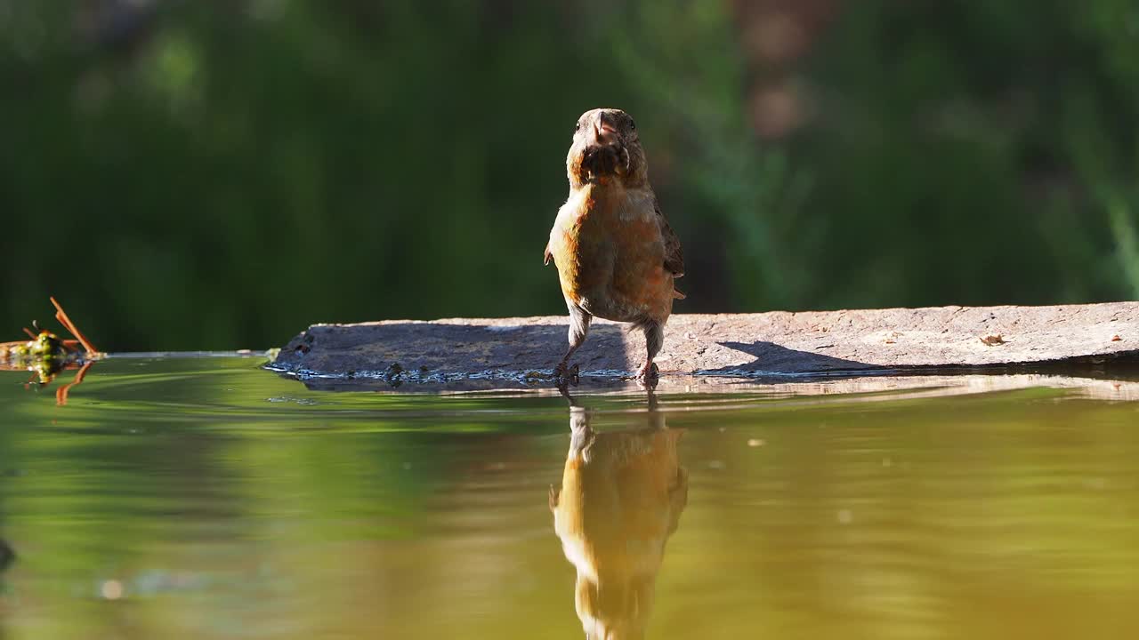 特写的红十字鸟(Loxia curvirostra)雌性，在石头上饮水在夏天的自然。视频素材