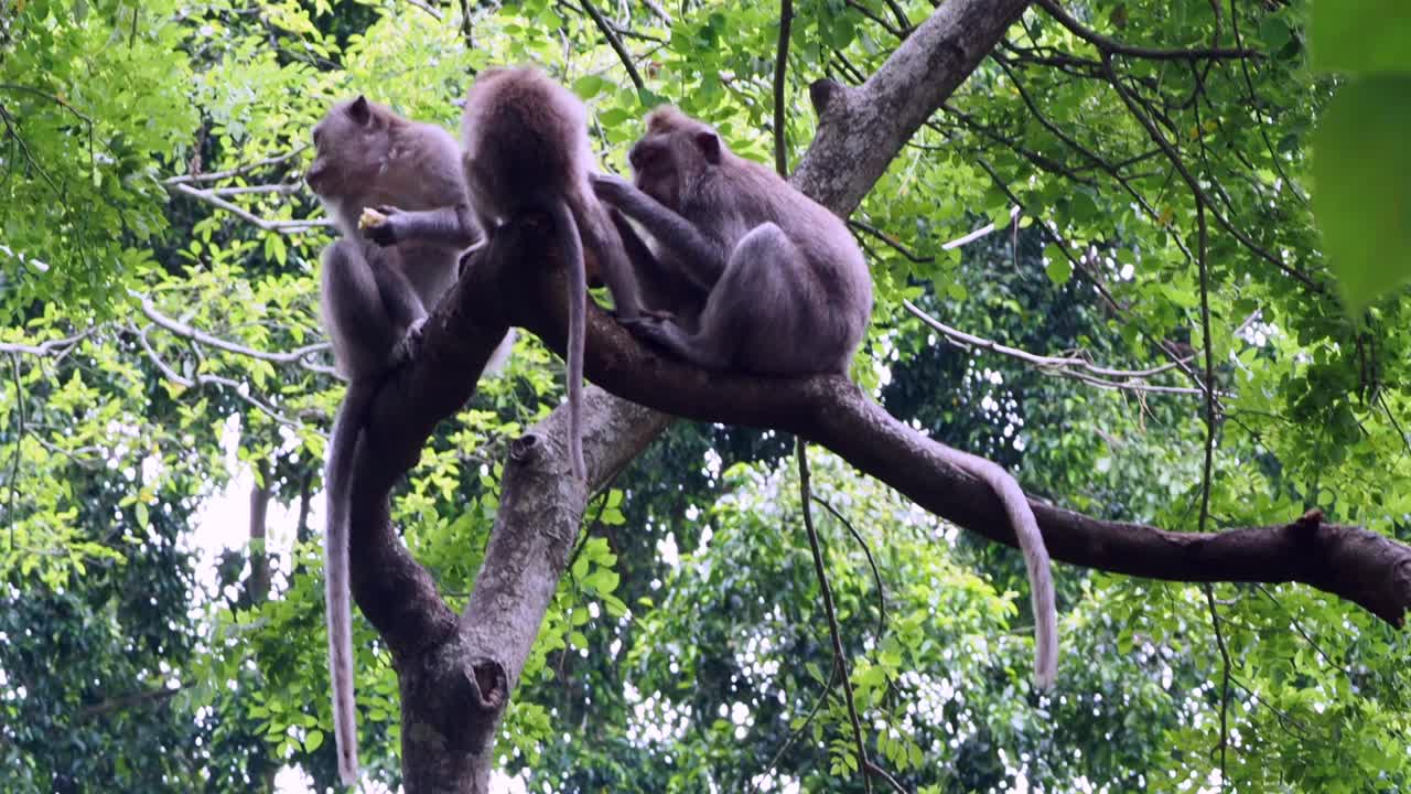 热带雨林中的猕猴视频素材