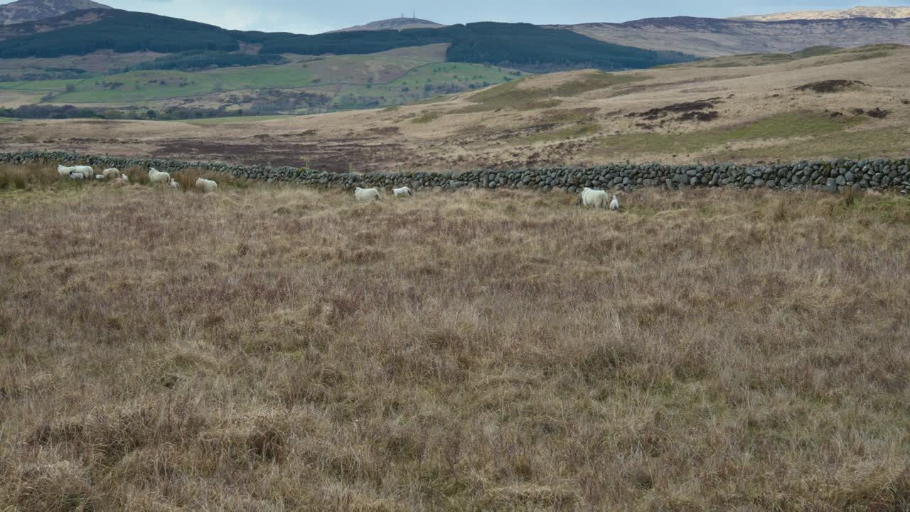 苏格兰偏远乡村的绵羊和羊羔视频素材
