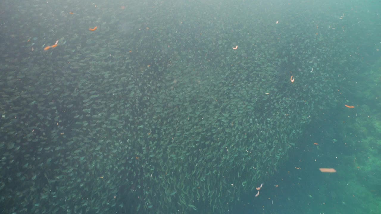 碧水上的沙丁鱼视频素材
