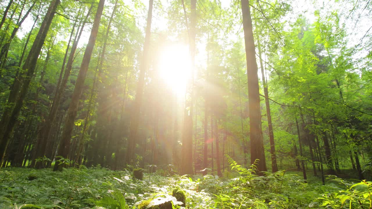 夏日森林里的阳光视频素材