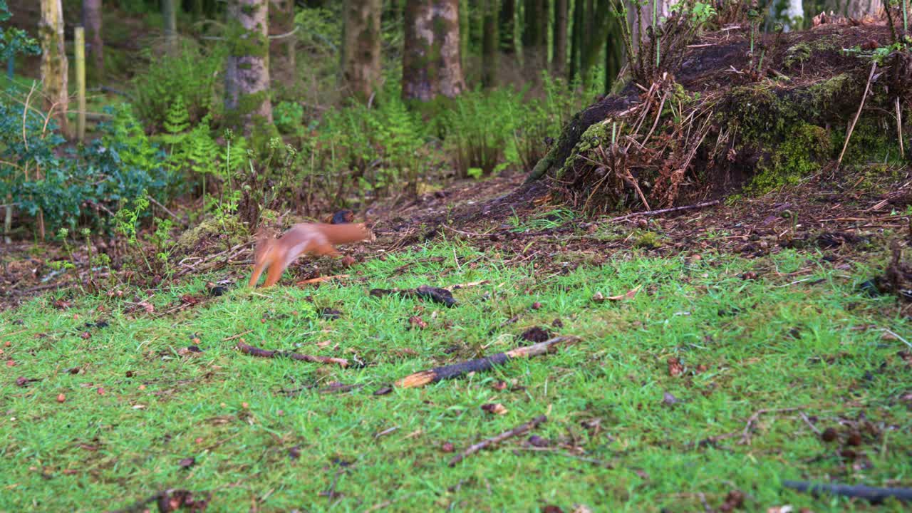 森林环境中的本地红松鼠视频下载