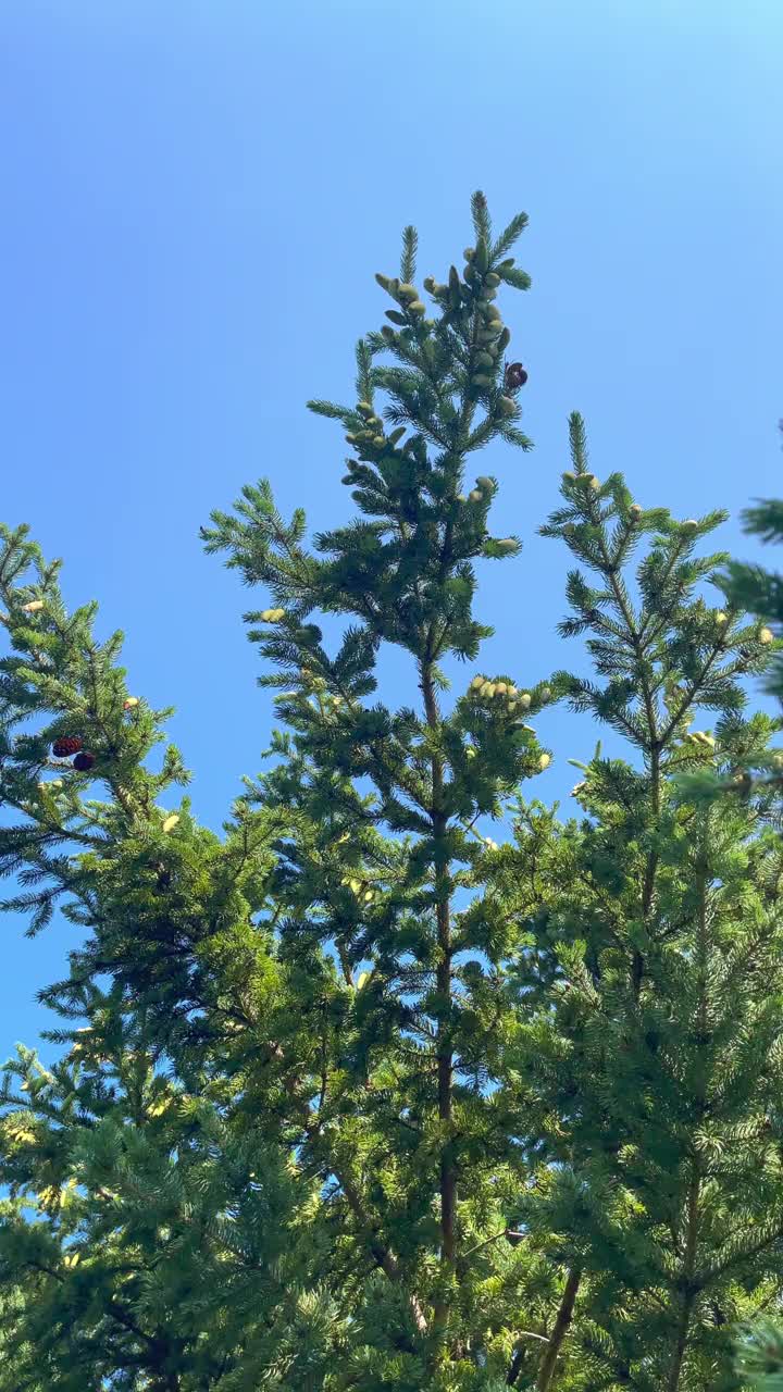 常青的树枝在阳光明媚的日子里视频素材