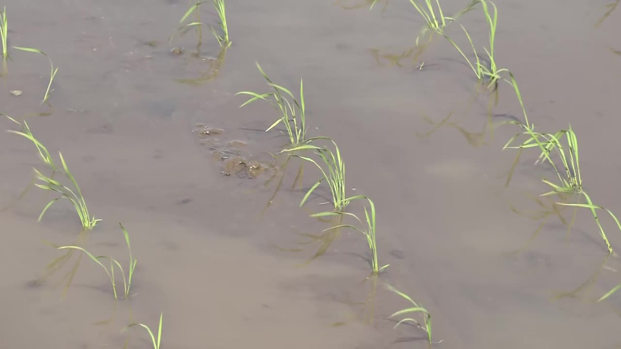 ZI，刚种的水稻种子，茨城县，日本视频下载