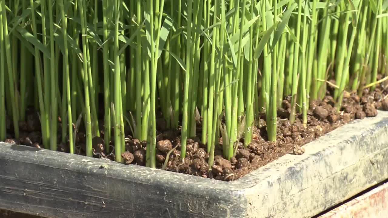 水稻幼苗，茨城县，日本视频下载