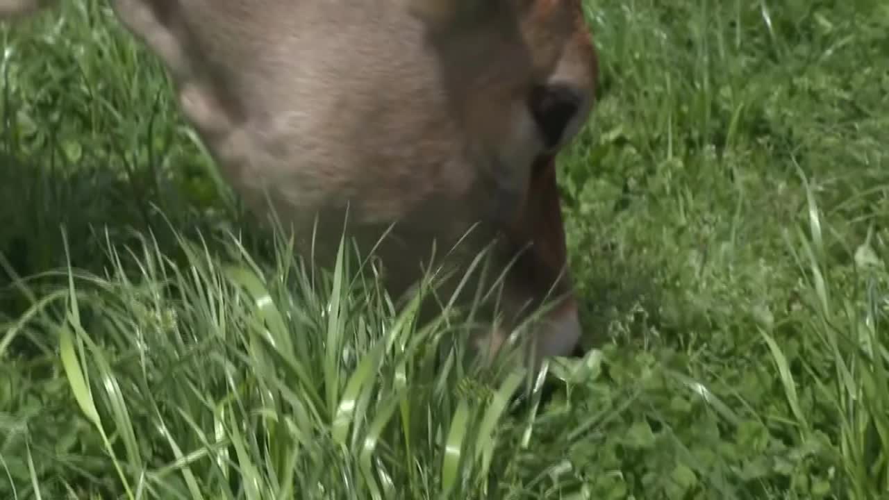 泽西牧牛，冈山，日本视频下载