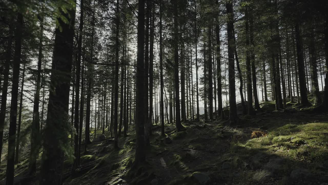 挪威户外:深入森林深处视频素材