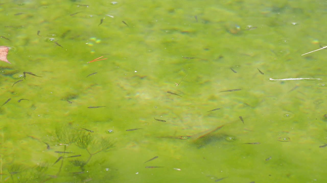 小鱼在因气候变化而干涸的河流中游泳。视频下载