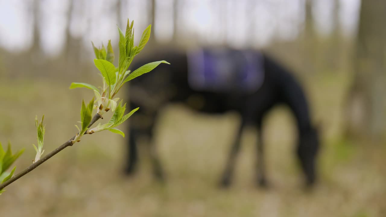 黑马的剪影在绿色的森林。马在草地上吃草视频素材