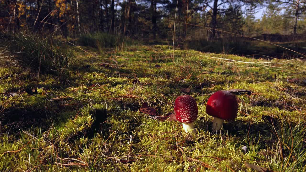 蘑菇蝇木耳生长在苔藓中视频素材