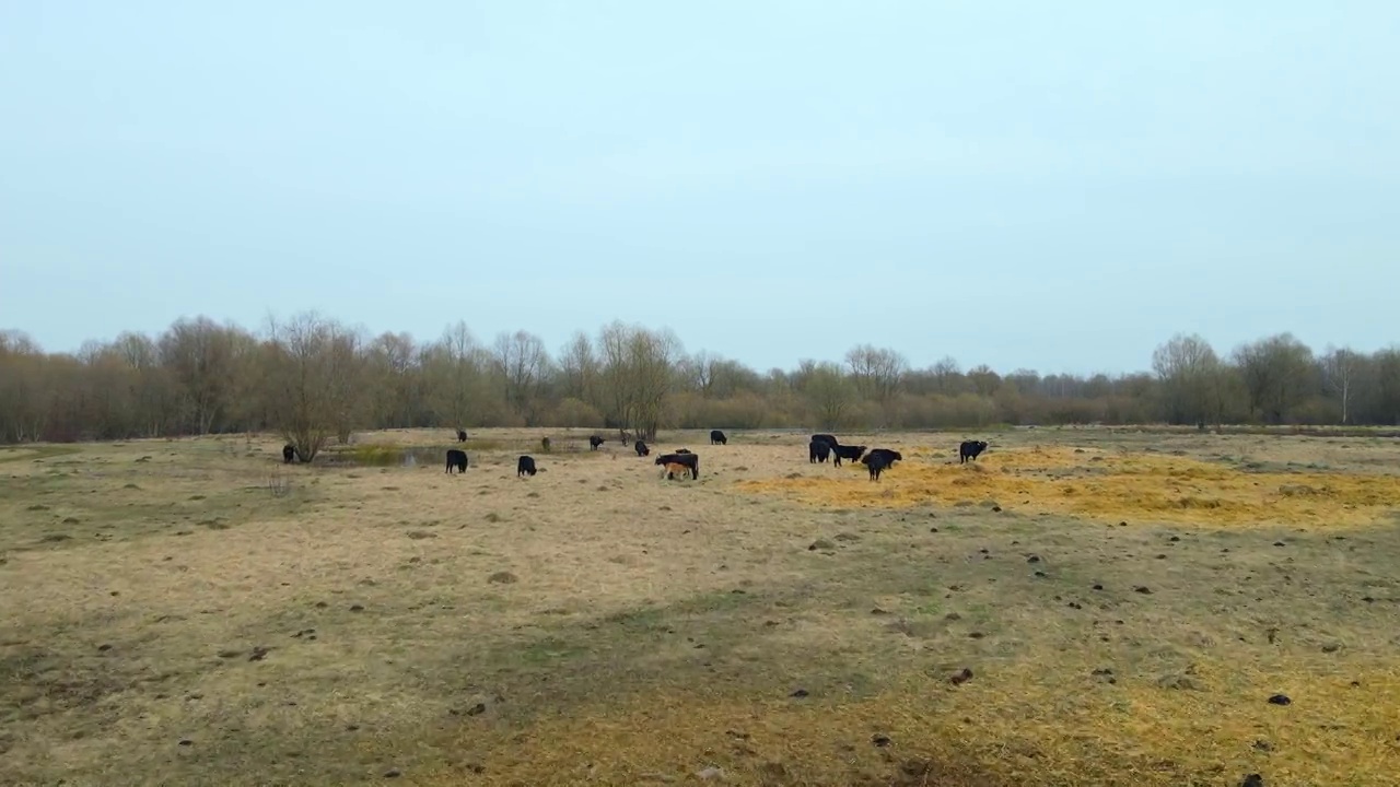 牧场上的一群野牛。大自然中的牛。野生动物的概念。视频素材