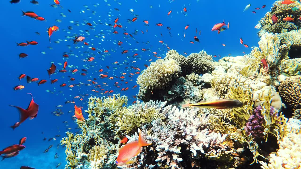鱼在水下。Beautigul水下世界。珊瑚礁视频下载