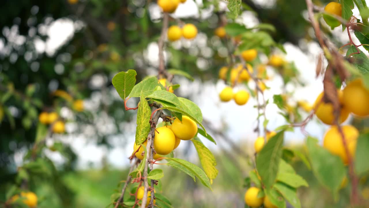 树枝上挂着成熟的黄色浆果视频下载