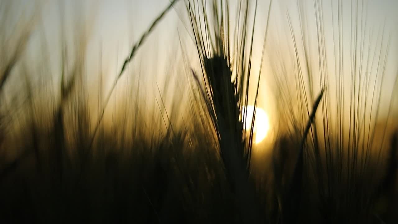 金色的小麦视频下载