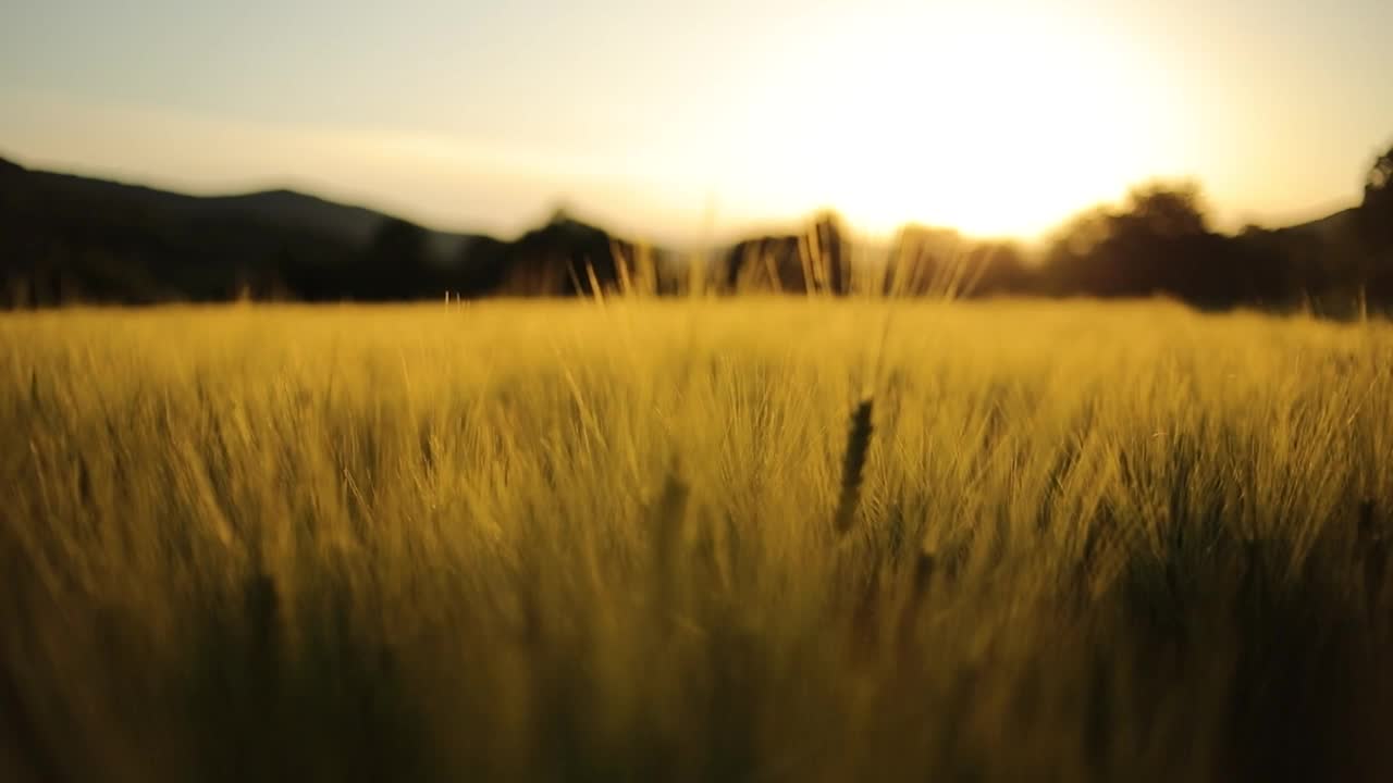 金色的小麦视频素材