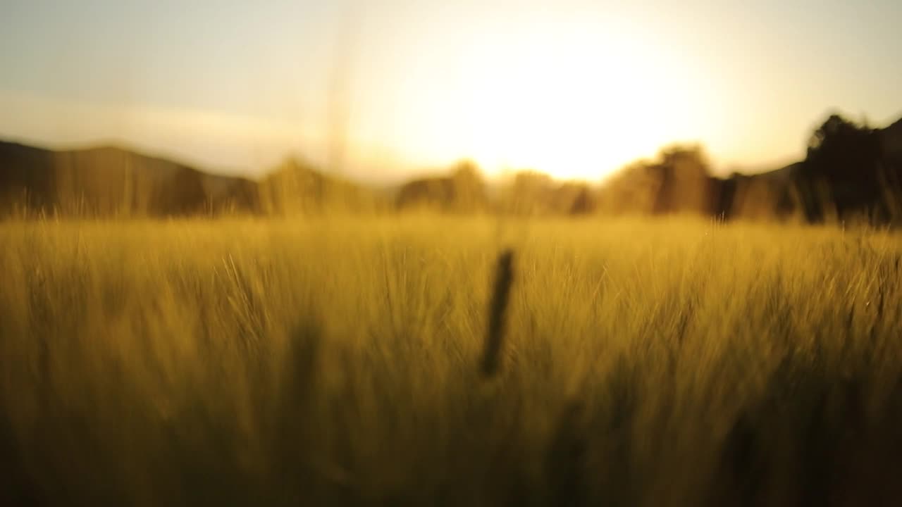 金色的小麦视频下载