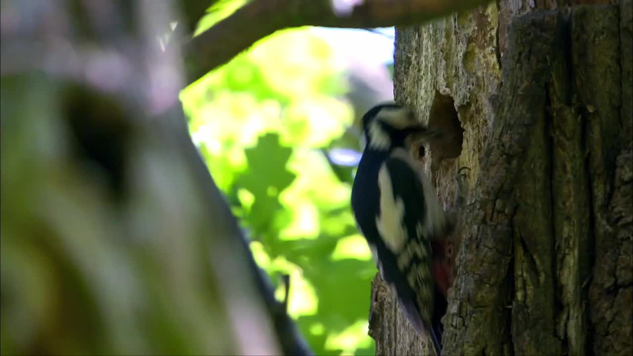 小斑点啄木鸟。它栖息在落叶林和混交林，通常潮湿和沼泽，河谷，公园与丰富的成熟树木。视频下载