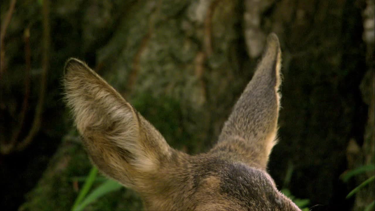 一般大小的休鹿，或欧洲休鹿，常见于欧洲和亚洲。视频下载