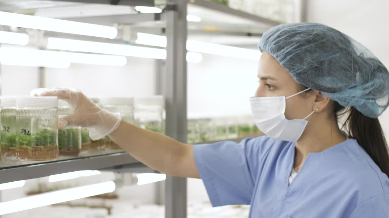 科学家在植物学实验室检查离体植物。视频下载