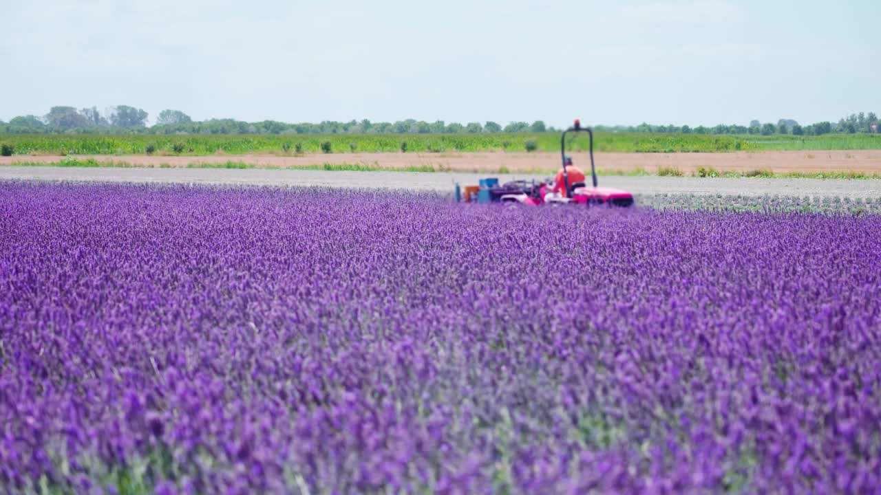 紫色的薰衣草田和拖拉机在后面视频下载