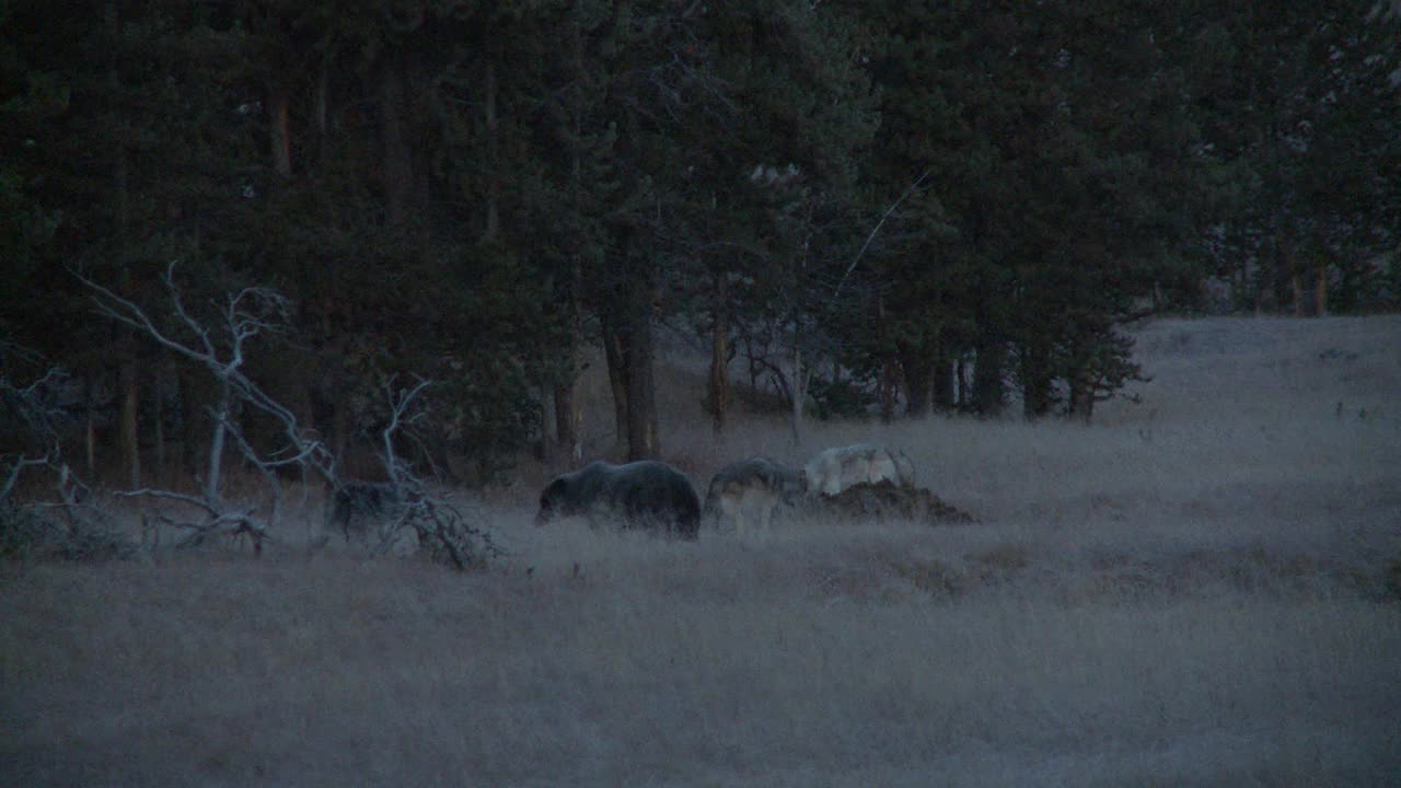 黄石-狼和熊/怀俄明州，美国视频素材