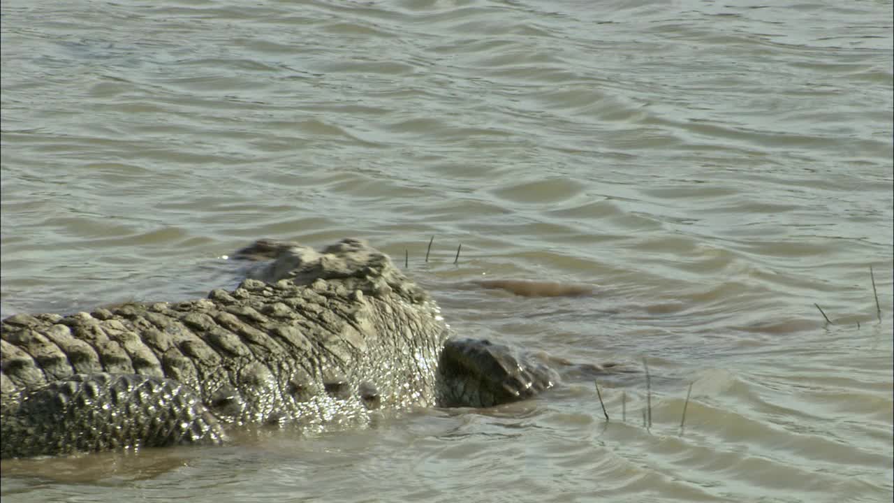 鳄鱼转过身，在水上奔跑——中景视频下载