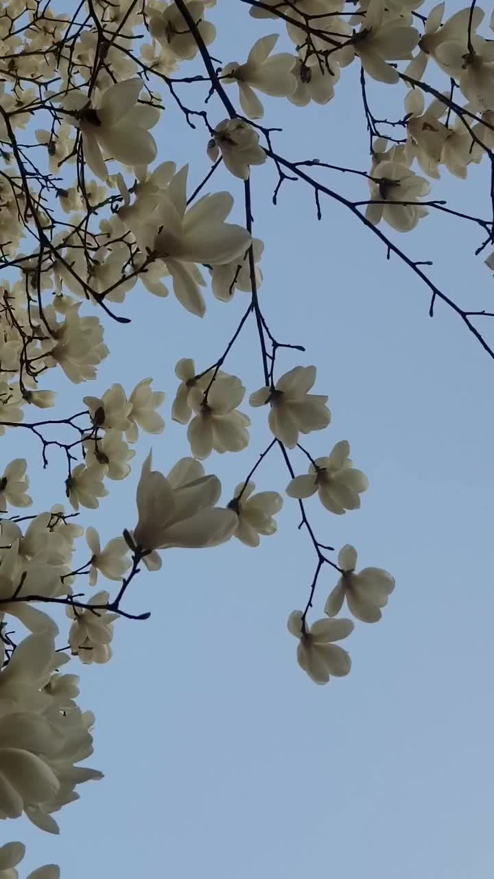 白玉兰花在风中摇曳视频素材