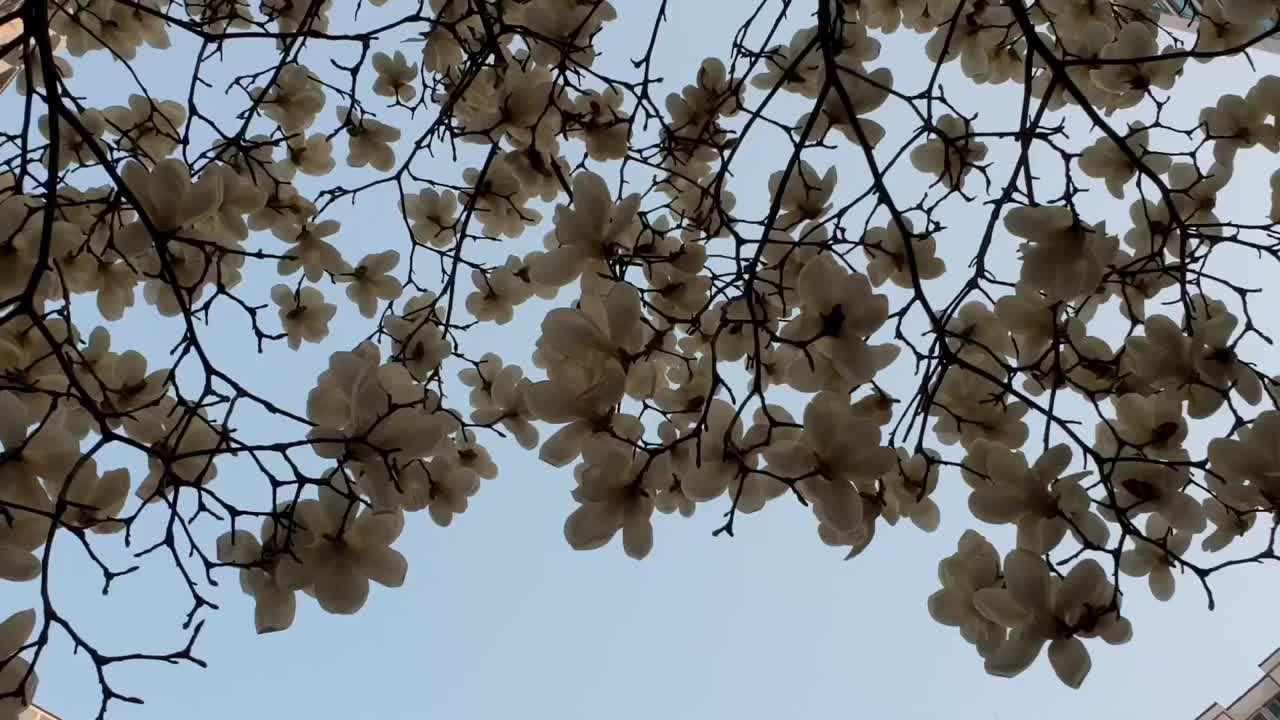 白玉兰花在风中摇曳视频素材