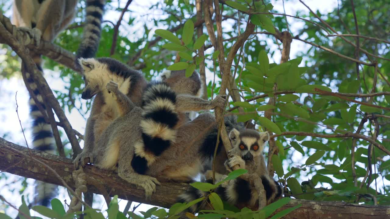一群环尾狐猴(狐猴卡塔)坐在树枝上，在它们的自然栖息地马达加斯加森林视频下载