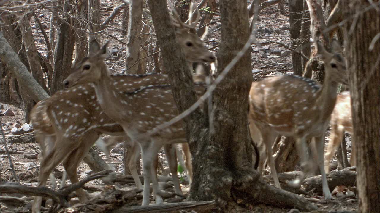 一群斑点鹿警觉，奔跑穿过林地在前景和老虎在背景-广角镜头视频素材