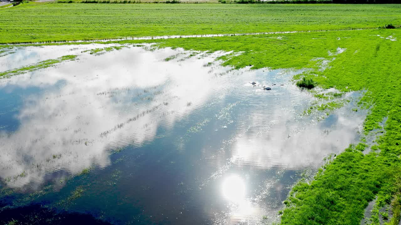 荷兰的湿地和天鹅一家的航拍片段视频素材