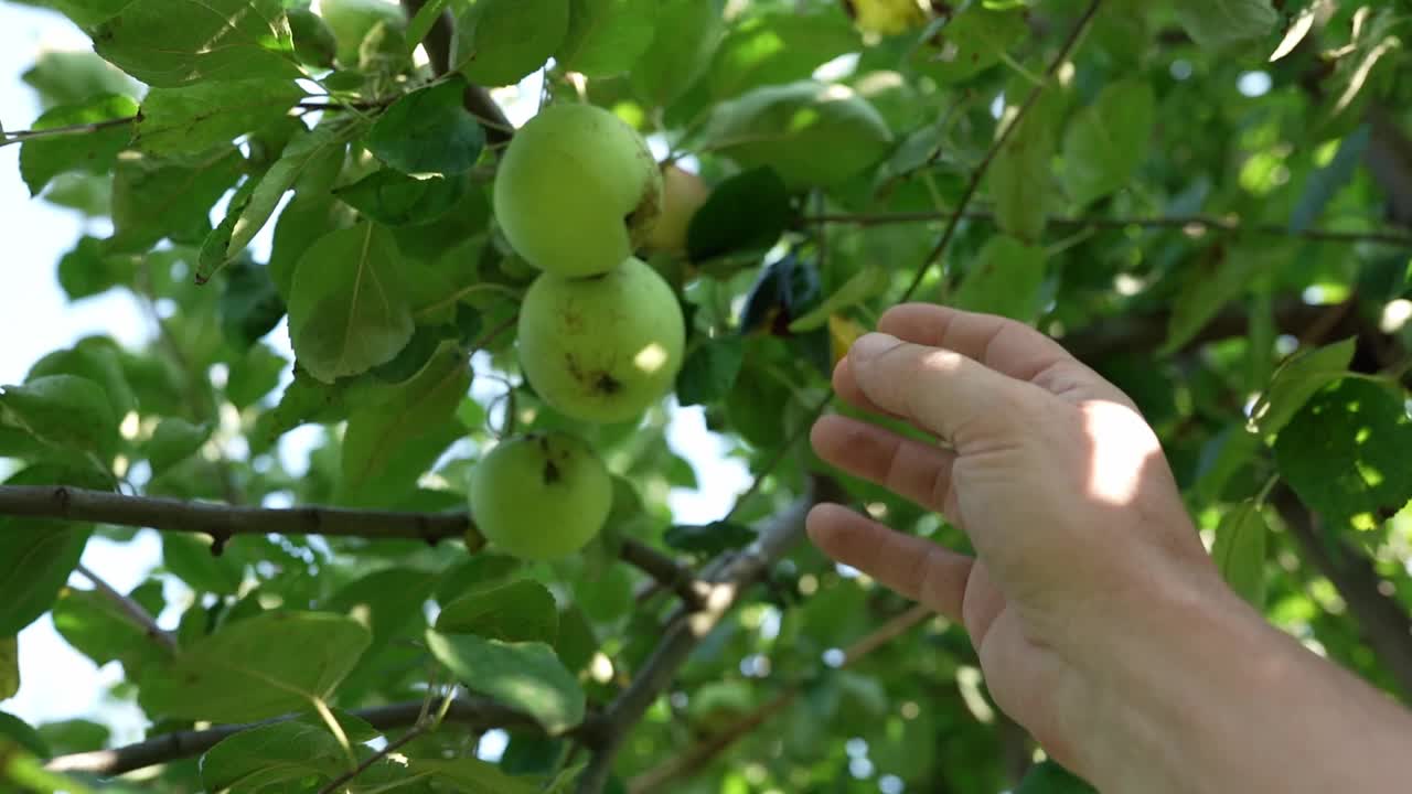 从苹果树上摘苹果视频素材