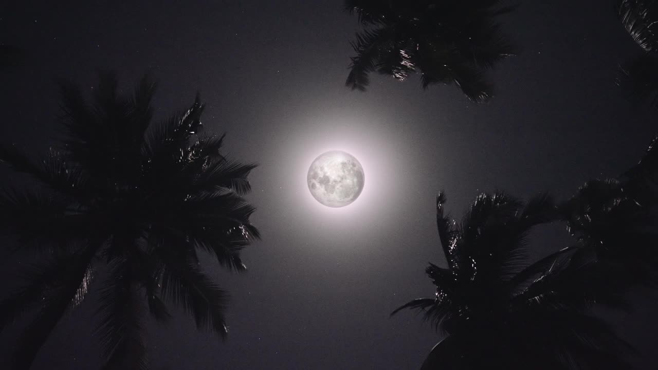 月光透过棕榈叶视频素材