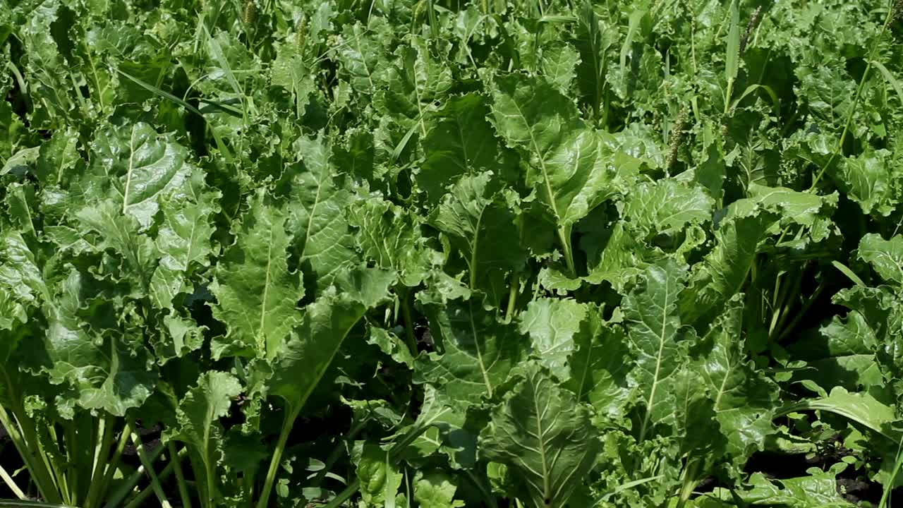 甜菜的栽培成熟的甜菜田。视频下载
