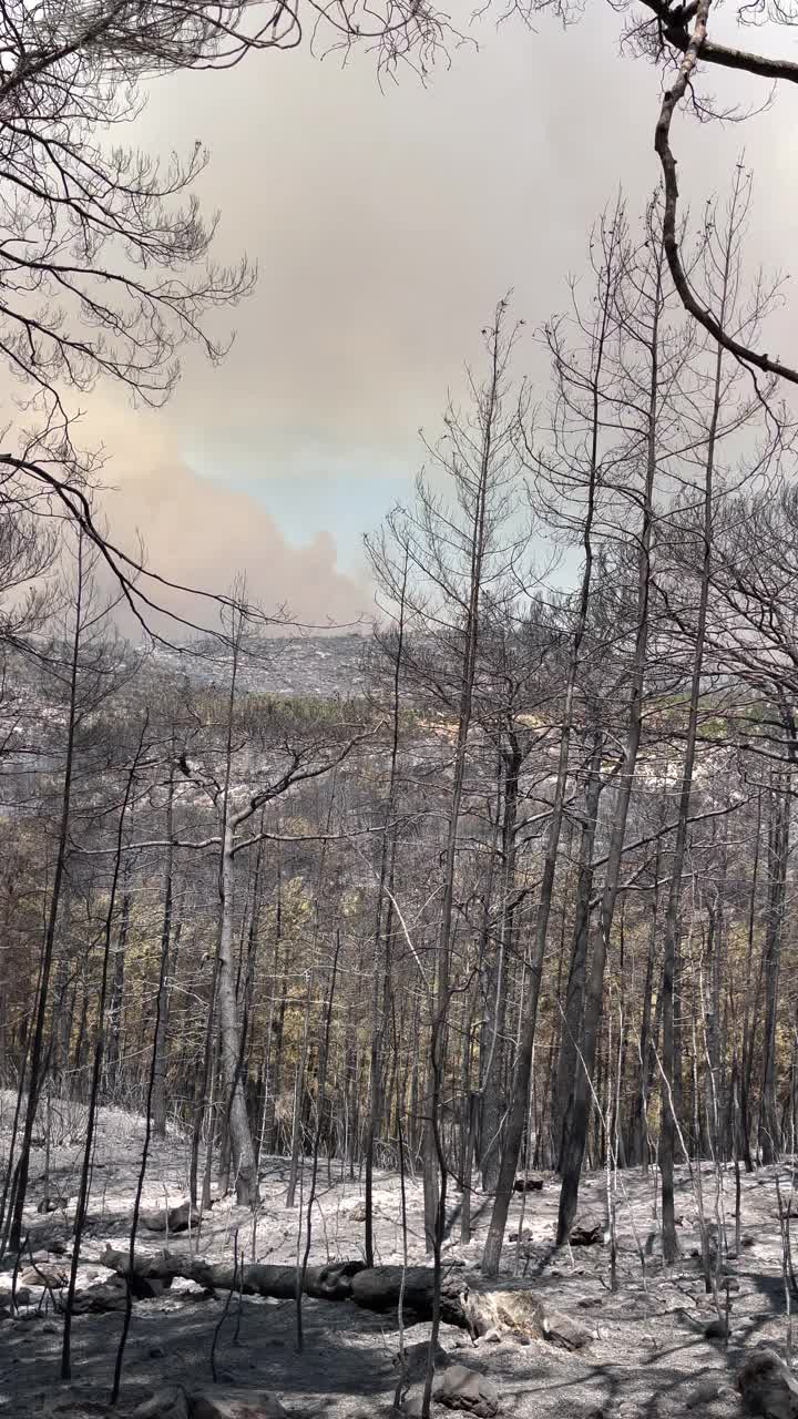 烧毁森林视频素材