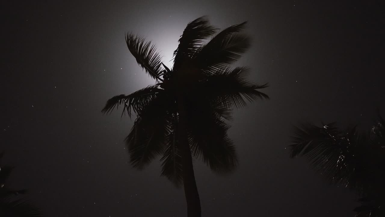 月光透过棕榈叶视频素材