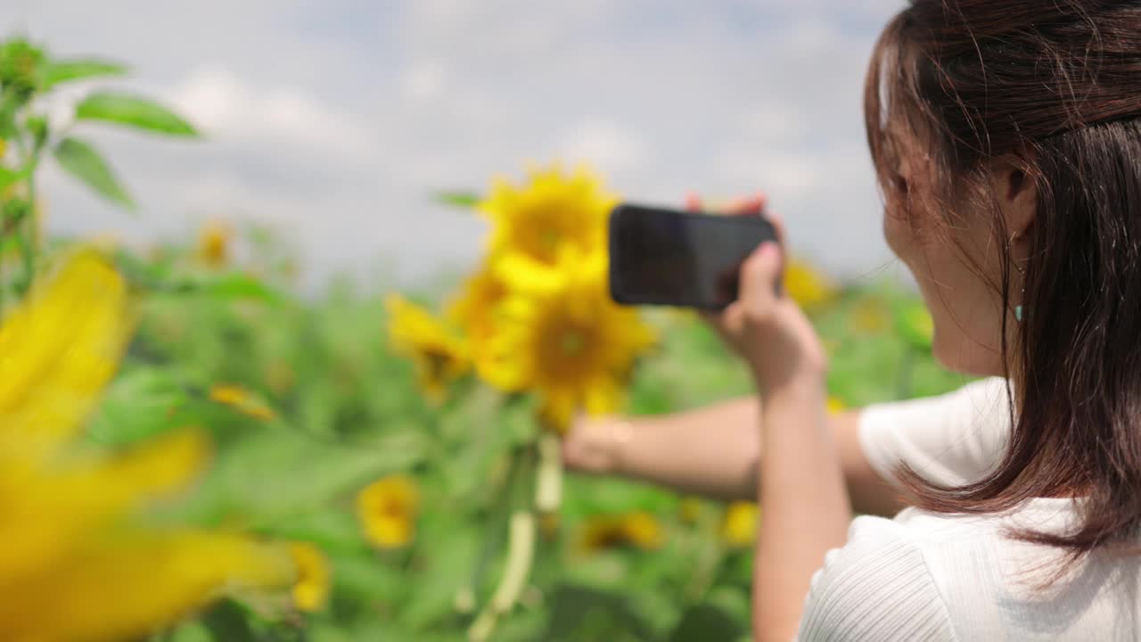 一名日本女子在向日葵地里拍摄向日葵视频下载