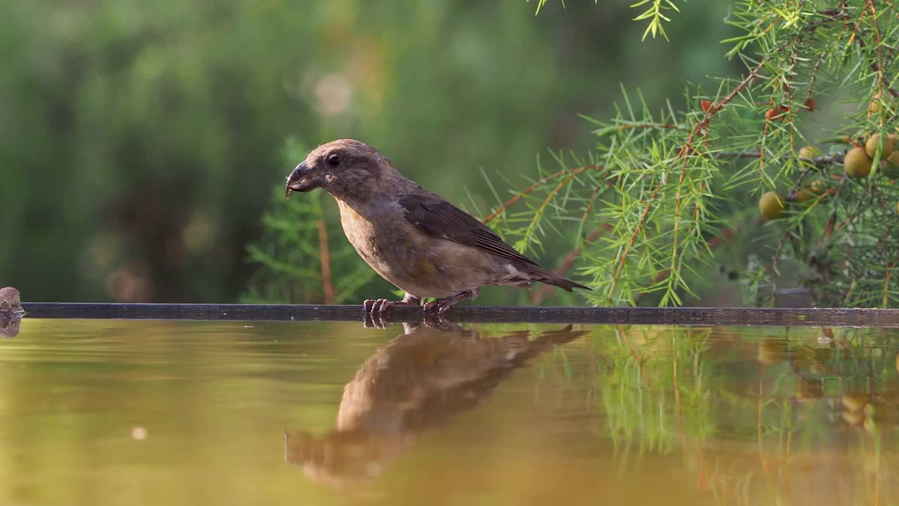 特写的红十字鸟(Loxia curvirostra)雌性，在石头上饮水在夏天的自然。视频素材