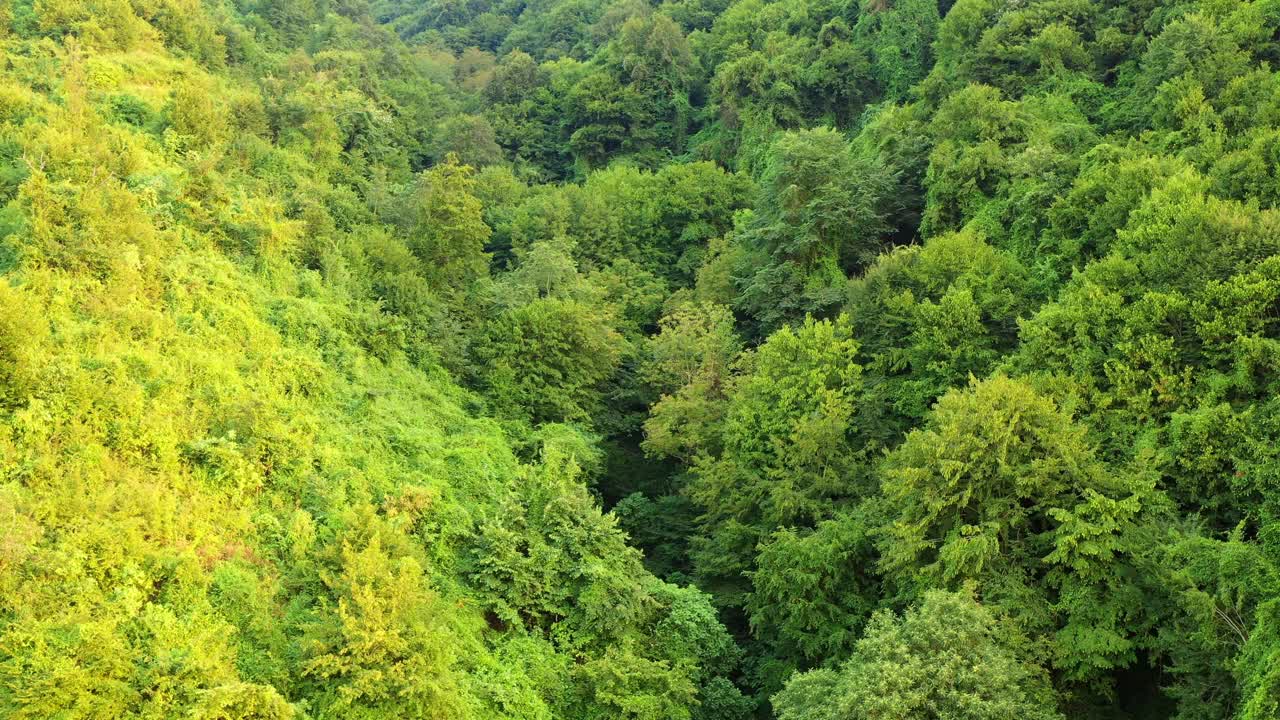 森林无人机视频素材