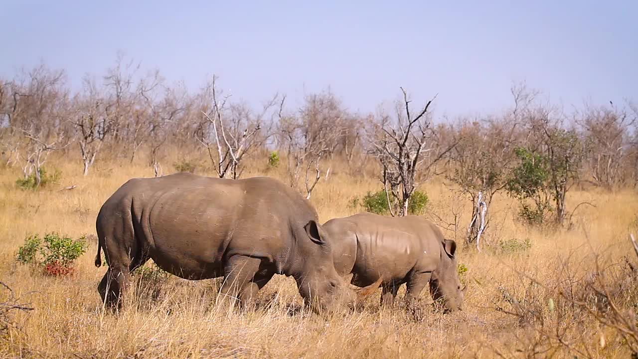 南非克鲁格国家公园的南部白犀牛视频素材