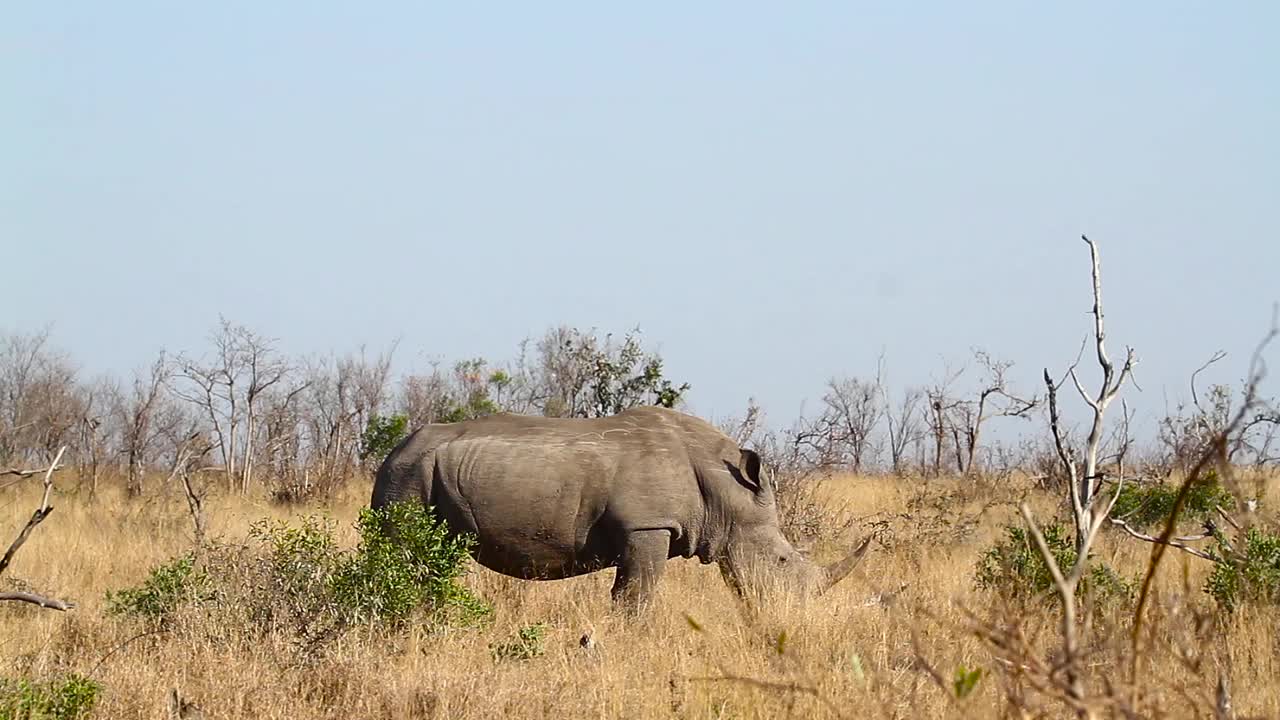 南非克鲁格国家公园的南部白犀牛视频素材