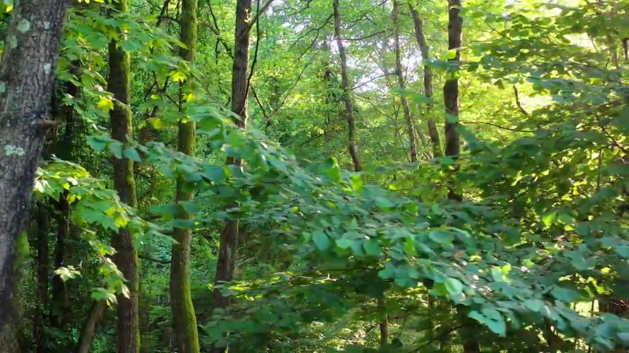 森林无人机视频素材