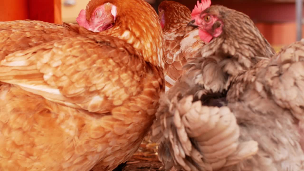散养的鸡啄食谷物。农场环境中的鸡是有机的。视频素材