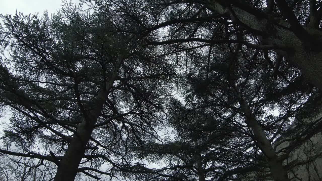 深秋阴森森的松树林。射杀。底视图的鬼木与树干和树枝对抗多云的天空。视频素材