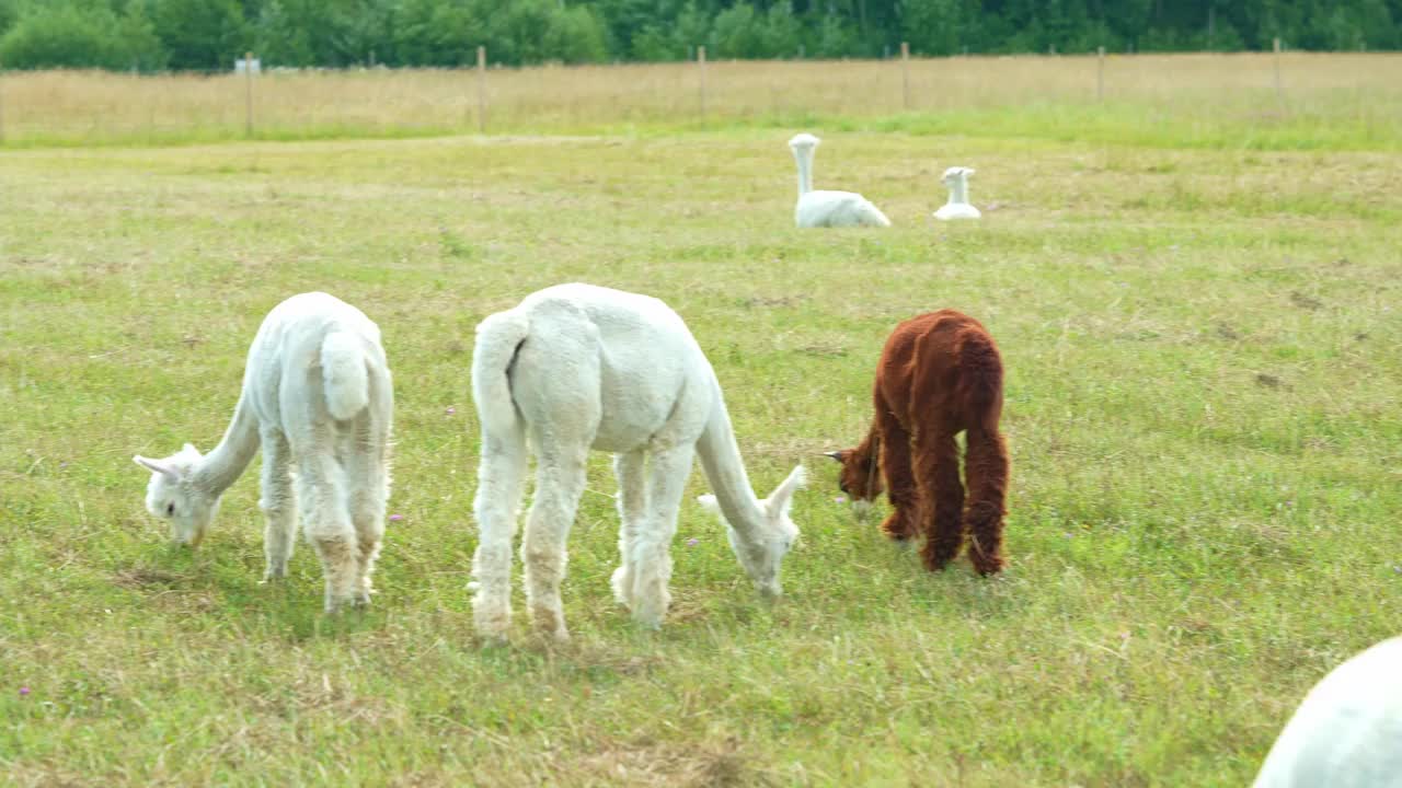 白色和棕色羊驼动物近距离有趣的头发剪和咀嚼草视频素材